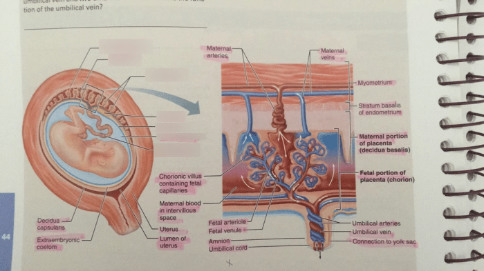 Exercise 44 survey of embryonic development