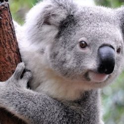 Koala recklessly