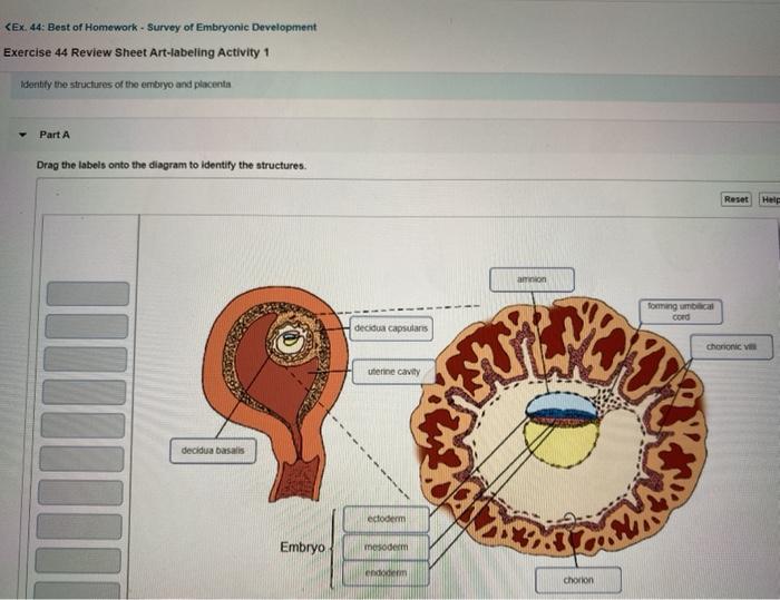 Exercise 44 survey of embryonic development