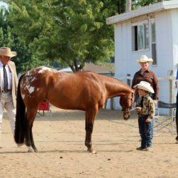 Judging livestock h1