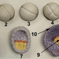 Exercise 44 survey of embryonic development