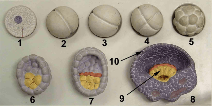 Exercise 44 survey of embryonic development