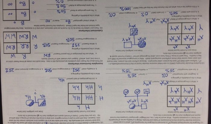 Worksheet multiple allele abo pdffiller doc genetics