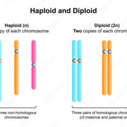 Practice haploid v diploid worksheet answers