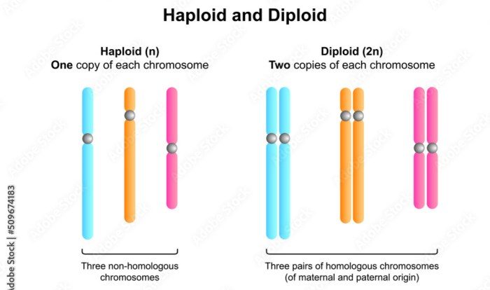 Practice haploid v diploid worksheet answers