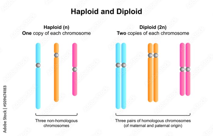 Practice haploid v diploid worksheet answers