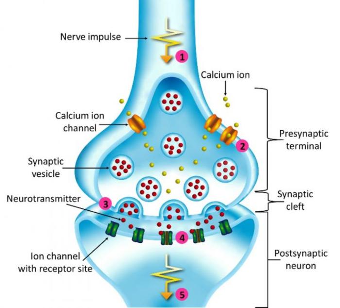 Inquiry activity neuron communication and signal transmission answer key