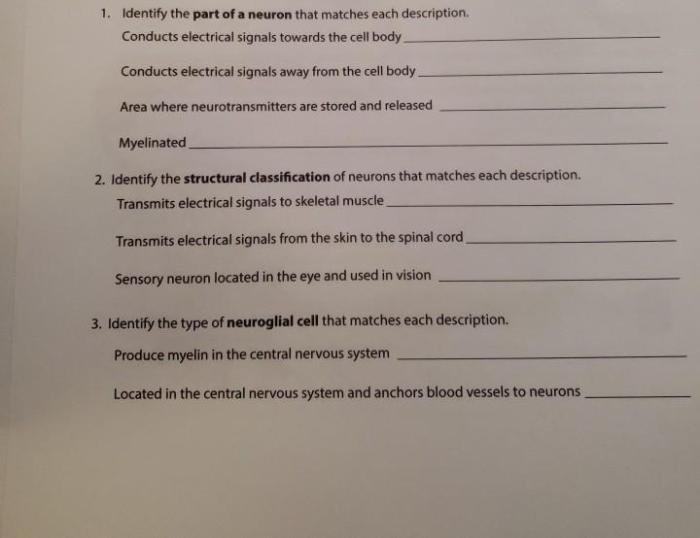 Inquiry activity neuron communication and signal transmission answer key