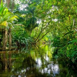 Rainforest plant teems galapagos