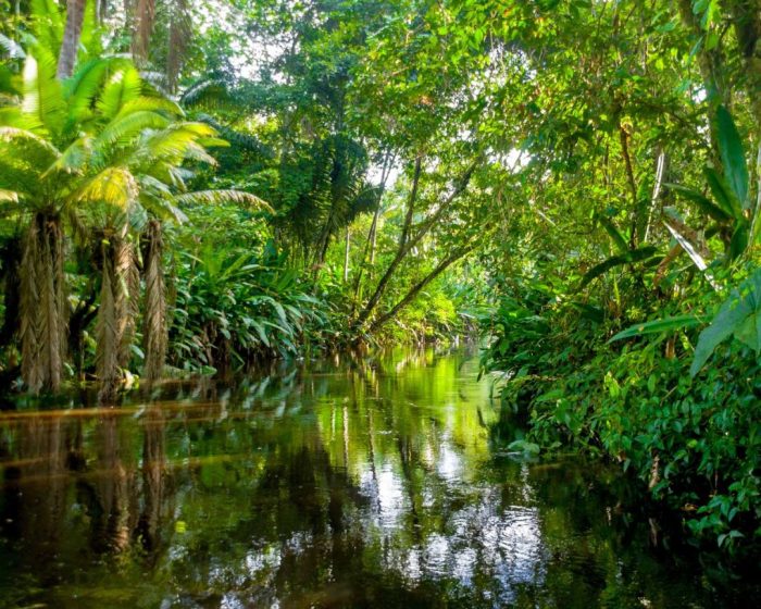 Rainforest plant teems galapagos